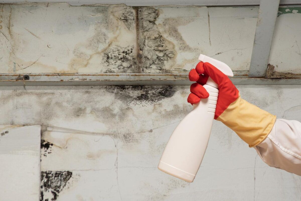 How to Remove Mold from Every Corner of Your House