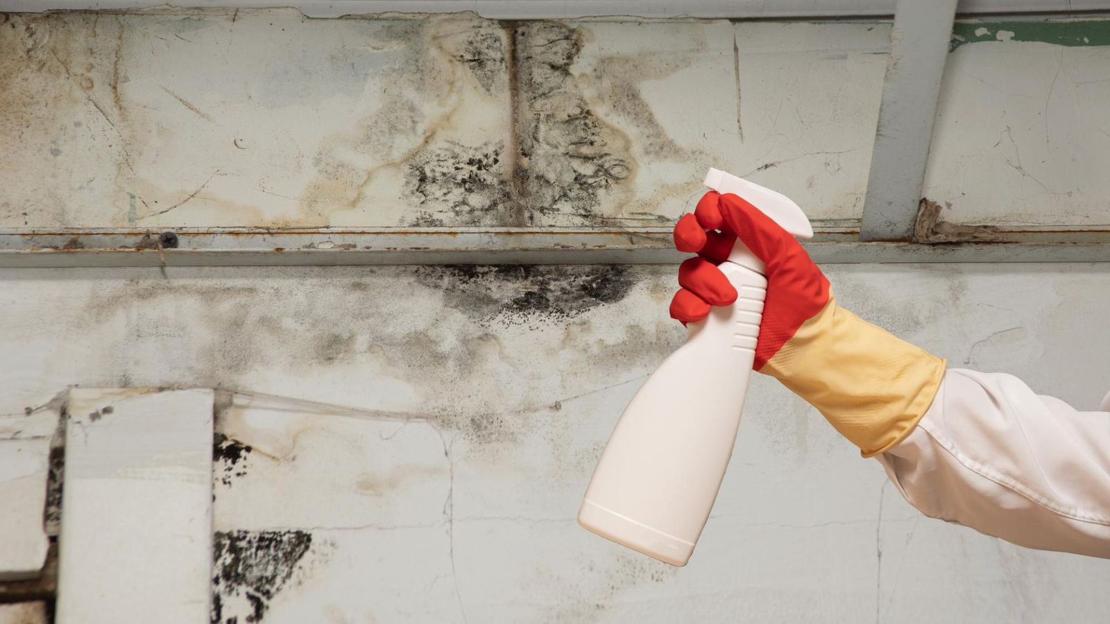 How to Remove Mold from Every Corner of Your House