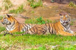 Discover the Best India Tours and Packages for an Unforgettable Journey