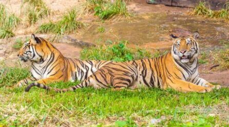 Discover the Best India Tours and Packages for an Unforgettable Journey